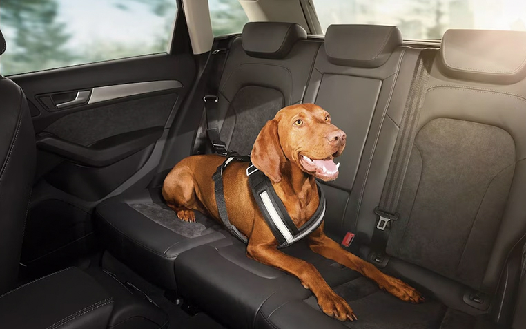 Hund auf der R&uuml;ckbank eines Audi 